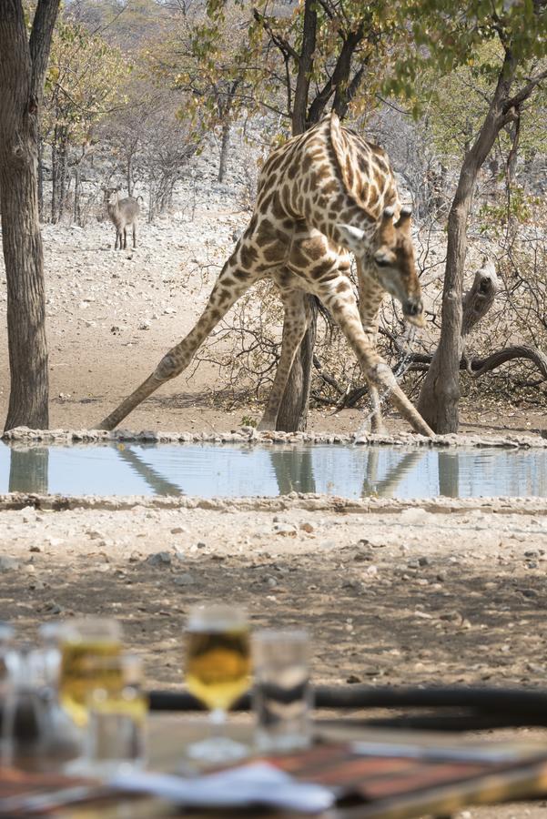 Ongava Tented Camp Okaukuejo Zewnętrze zdjęcie