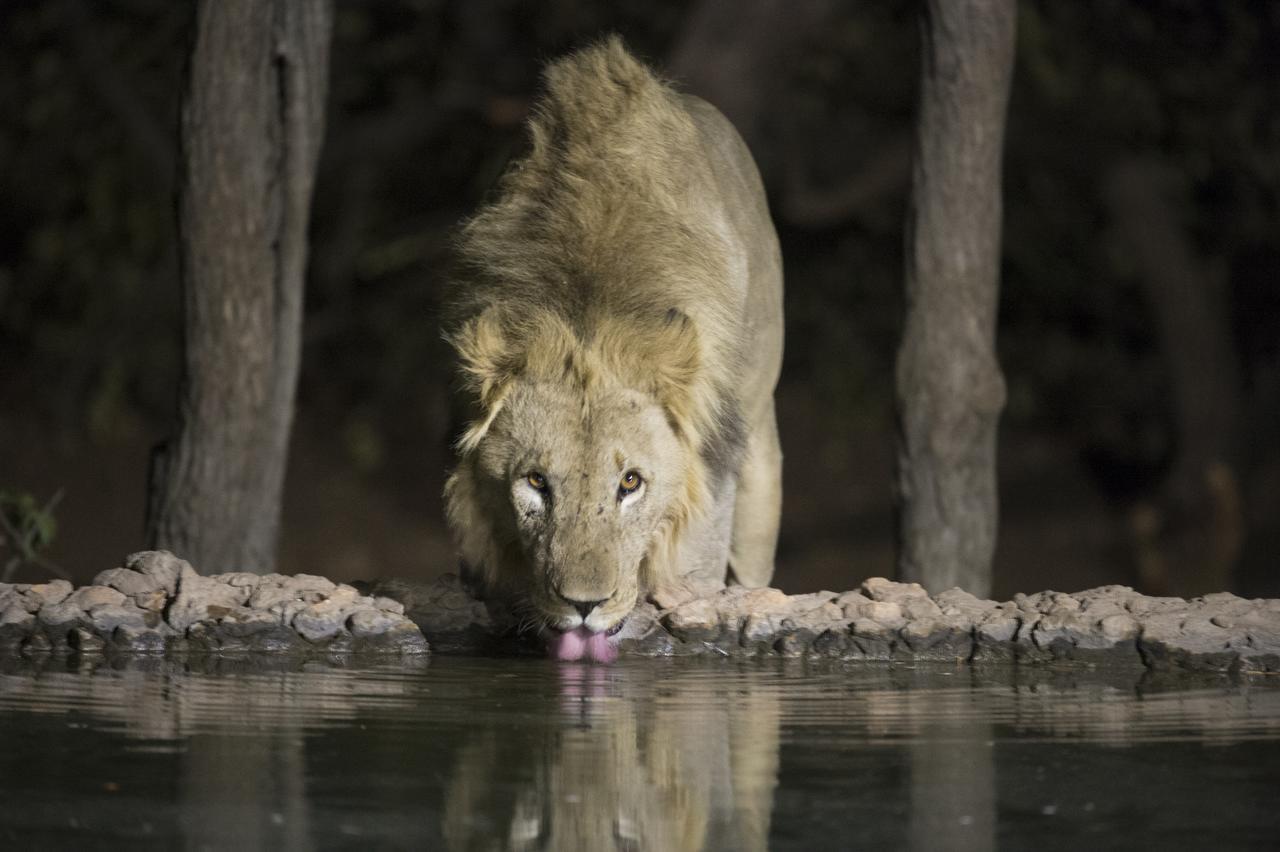Ongava Tented Camp Okaukuejo Zewnętrze zdjęcie